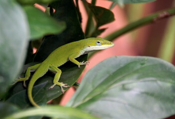 Fototapeta premium Green anole sitting on green leaves