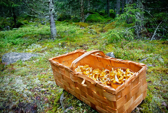 Basket of wild growing Chanterelles in the Swedish forest