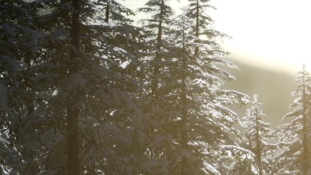 Snow covers tall trees as sunlight shines through the branches. The scene shows a winter day where nature is brightened by the warm glow of the sun.