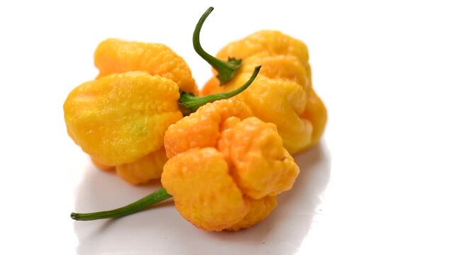 Yellow Trinidad Moruga Scorpion hot Pepper Chili isolated on white background rotating, closeup. One of the hottest peppers in the world, heat level 1,200,000 to 2,000,000 Scoville Heat Units (SHU) 