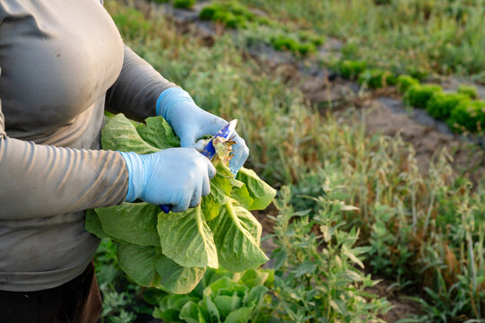 Farmer trimming green leaf lettuce at Michigan vegetable farm