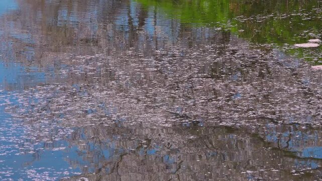 Cherry blossom petals floating on water with reflection of pink sakura trees on the pond surface