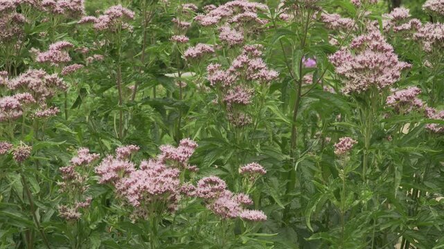 Hemp-agrimony (Eupatorium cannabinum) features dense, fluffy pink flower heads and lush green foliage in a static medium shot. Ideal for botanical and natural landscape projects.