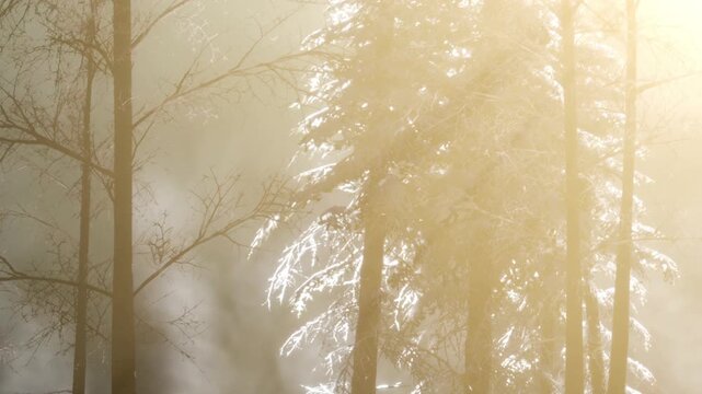 Sunlight filters through tall trees in a forest. Frost covers the branches. Mist hangs in the air as the day begins. Nature displays beauty with light and frost.