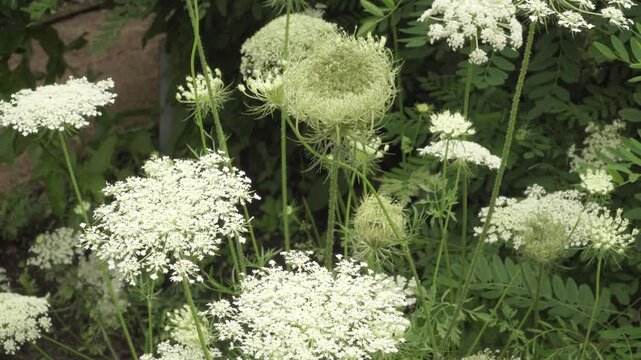 Wild carrot (Daucus carota), also known as Queen Anne's lace, showcases flat white umbel flowers and fine green stems in a static close-up shot. Ideal for botanical and field flora projects.