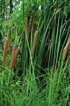 Cattails