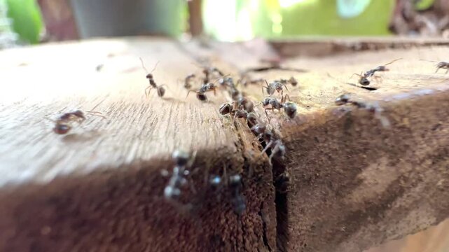 Macro shot of busy black ants moving across a cracked wooden surface outdoors during the day