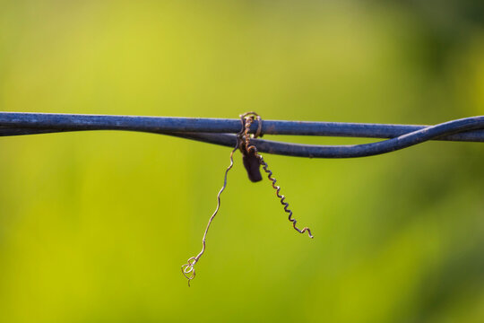 Close-up of a dead twisted dry vine wrapped around a fence wire
