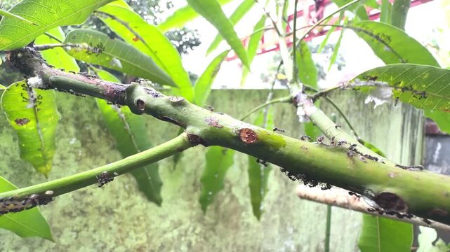Colony of Black Ants Crawling on Mango Tree Branch Infested with White Mealybugs and Garden Pests