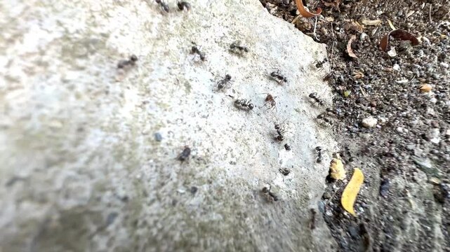 A colony of small black ants crawling and busy working on a rough white concrete surface outdoors
