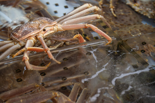 Live crab in a water tank at Jagalchi traditional seafood market in Busan, South Korea.