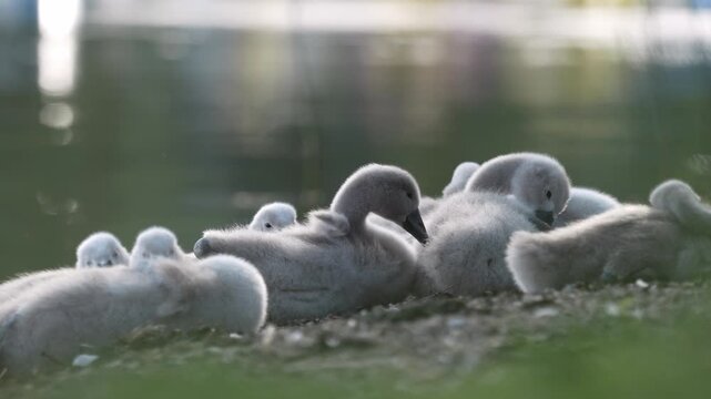 4K Close-Up of Baby Swans Resting Together While One Cygnet Preens Its Feathers. Slow motion