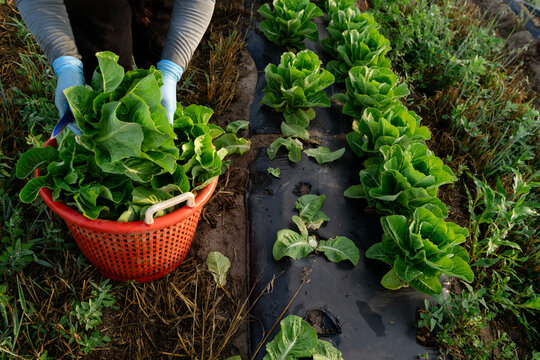 Fresh romaine lettuce harvest in basket on Michigan vegetable farm