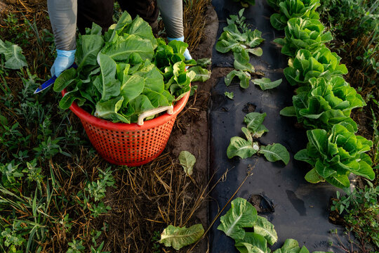 Fresh romaine lettuce harvest in basket on Michigan vegetable farm