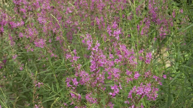 Wand loosestrife (Lythrum virgatum) features tall spikes of vibrant purple-magenta flowers and narrow green foliage in a static medium shot. Ideal for botanical and landscape footage.