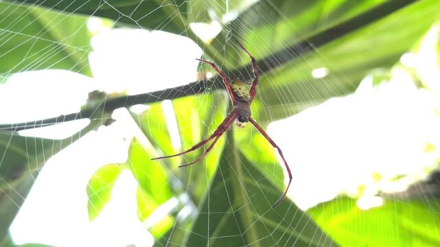 Large Orb Weaver Spider Hanging on its Intricate Web in a Tropical Garden with Sunlight Background