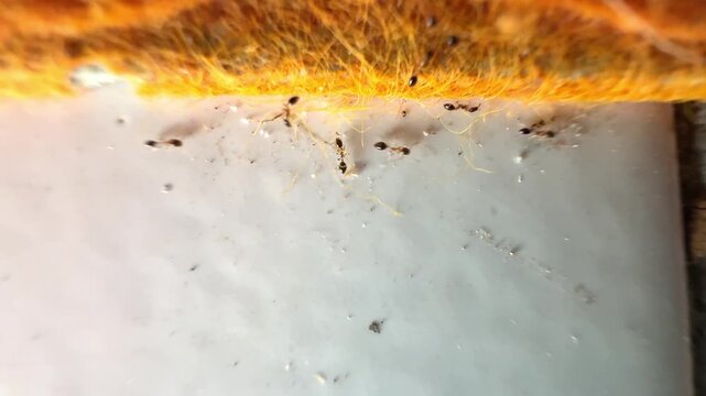 Macro shot of tiny black ants crawling on white ceramic surface near orange fibrous material
