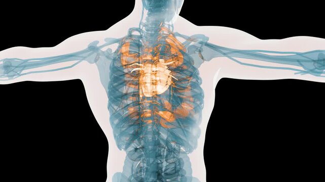 X-Ray Style View of the Human Body Highlighting the Beating Heart, Cardiovascular System and Skeletal Structure Anatomy, 3d render