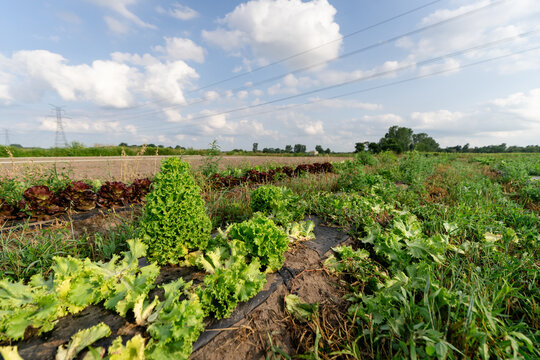 Bolted lettuce growing at Michigan vegetable farm