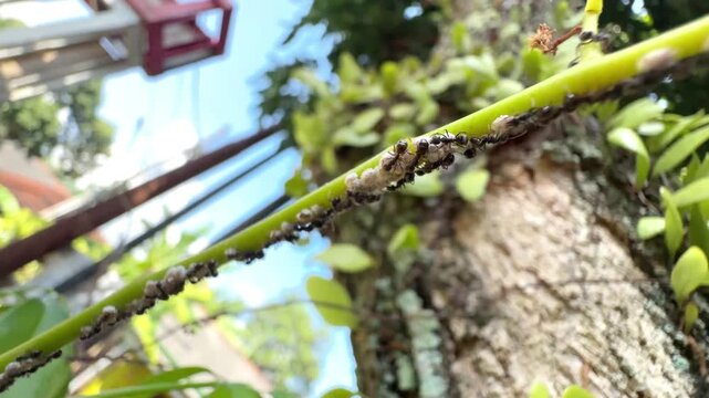 Macro View of Colony of Black Ants Tending Mealybugs on Green Vine Stem in Summer Garden