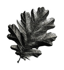 Obraz premium PNG Black botanical leaf illustration in vintage stippled style