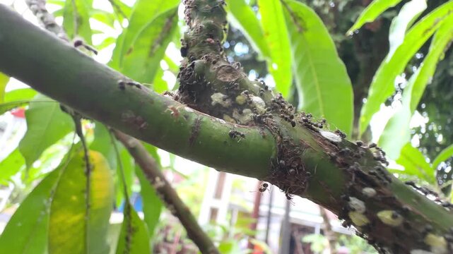 Colony of small black ants crawling on a green tree branch with white mealybugs in tropical garden