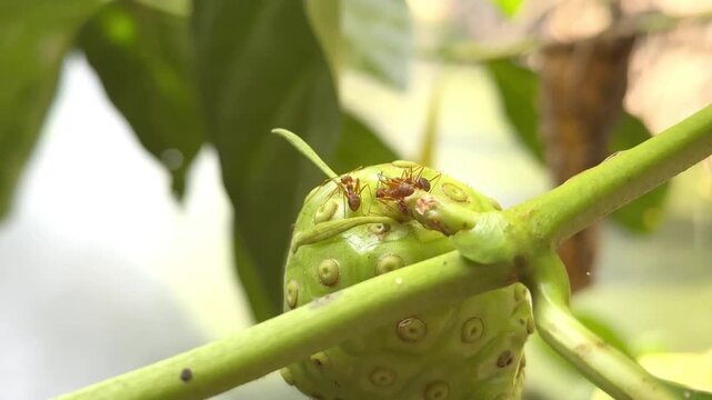 10 seconds macro shot of weaver ants walking on a green noni fruit on a tree branch in the garden