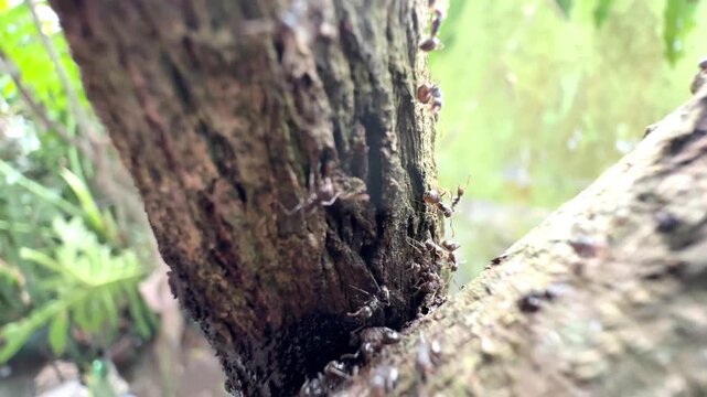 Black ants crawling and busy working on a rough tree trunk in the garden macro close up view