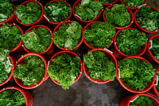 Fresh lettuce harvest in baskets at a Michigan vegetable farm.