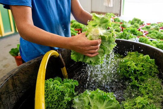 Worker washing fresh lettuce after harvest on a Michigan vegetable farm