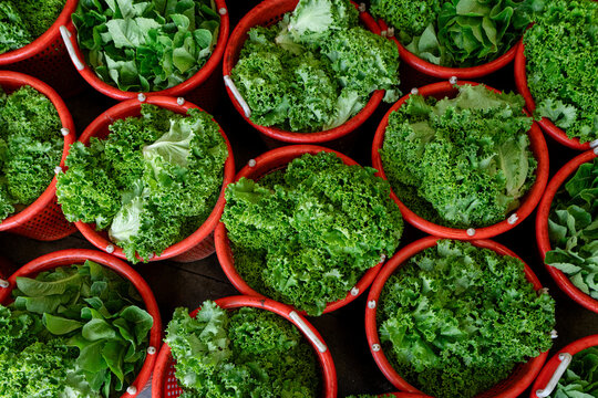 Fresh lettuce harvest in baskets on Michigan vegetable farm