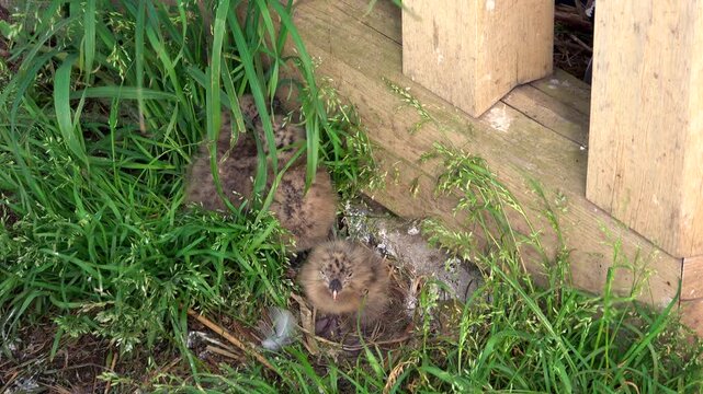 蕪島のウミネコのヒナ