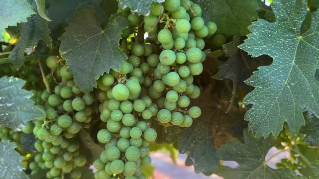 Closeup of green grape clusters growing on the vine in a vineyard highlighting ripening fruit, lush foliage and viticulture during the growing season