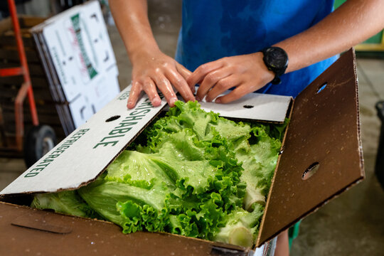 Worker packing fresh lettuce into shipping box on Michigan vegetable farm