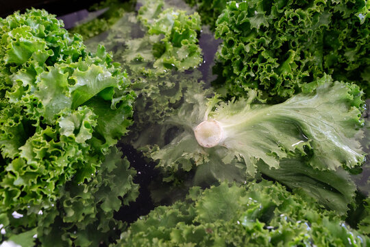 Fresh leaf lettuce soaking in wash tank after harvest on Michigan vegetable farm