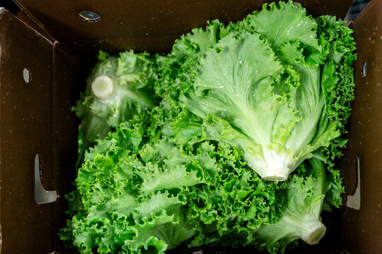 Fresh leaf lettuce packed in shipping box on Michigan vegetable farm