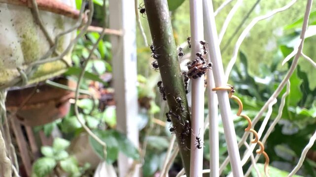 Colony of black ants swarming and moving on garden plant stem and wire support during the day