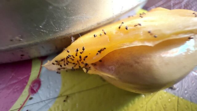 Macro shot of a colony of black ants swarming and eating a ripe sweet yellow mango fruit on a table