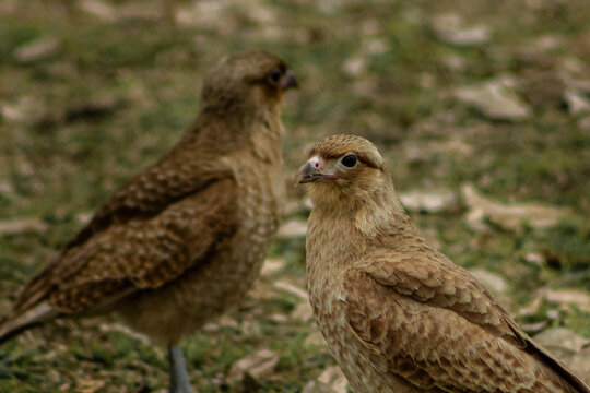 Two Juvenile Chimango Caracaras in Natural Habitat
