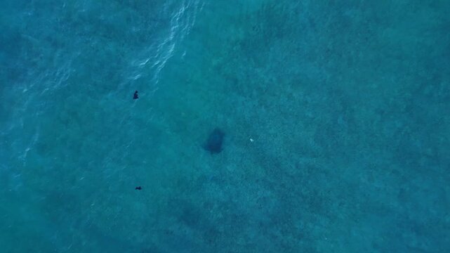 Sea turtle swimming over shallow blue ocean water. Perfect aerial view drone