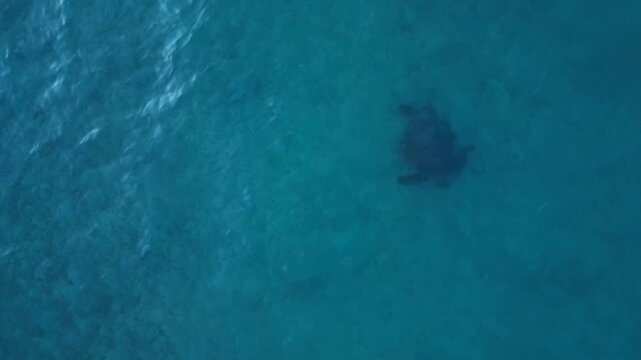 Sea turtle swimming over shallow blue ocean water. Lovely aerial view drone
