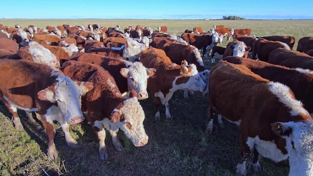 Curious polled hereford cows herd in Argentinian field. 4K