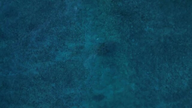 Sea turtle swimming over shallow blue ocean water. Best aerial view drone
