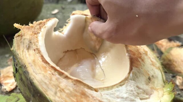 Close-up of hand scraping soft white meat from a fresh young green coconut using a piece of its husk