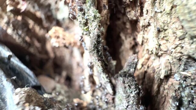 Macro Shot of Busy Black Ants Colony Crawling on Rough Tree Bark Texture in Natural Environment