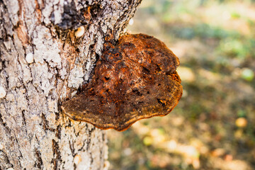 A mushroom growing on a tree. Bracket fungus growing on a tree. Polypore growing on a tree. Fungus on a tree trunk © Luka