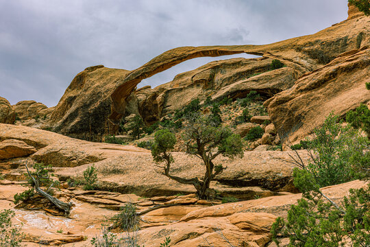 Long slender span of Landscape Arch set against a cloudy sky with a gnarled desert tree standing in the foreground at Devils Garden.