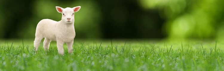 Cute lamb on green grass, banner design. Baby animals © New Africa