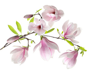 Magnolia plant branch with beautiful flowers on transparent background © New Africa