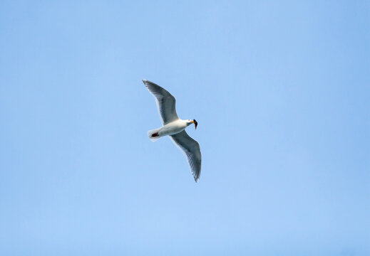 A Glaucous-winged Gull in flight, carrying a fish